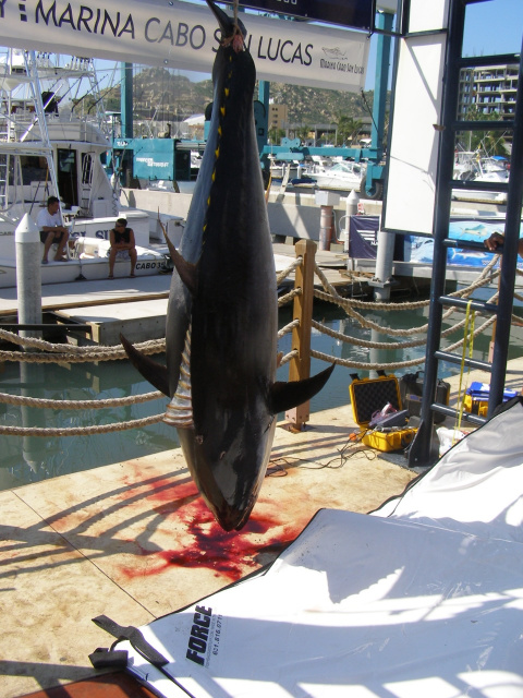 GIANT BLUE FIN BAG