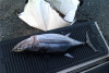 Yellowfin/Albacore Tuna Bag